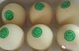 网友爆料鸡蛋视频大全,鸡蛋视频大全，揭秘烹饪技巧与美食诱惑  第1张